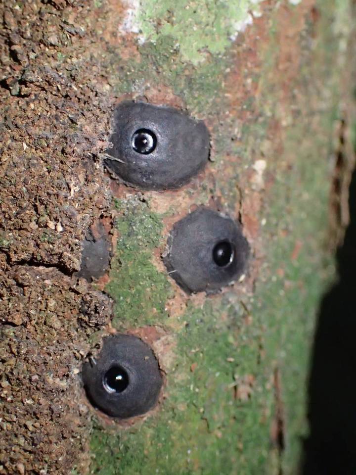 Camillea cyclops image