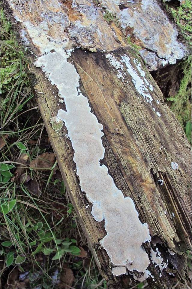 Cinereomyces lindbladii image