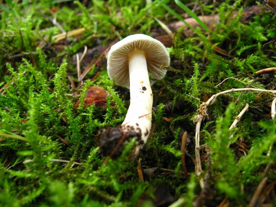 Inocybe geophylla var. geophylla image
