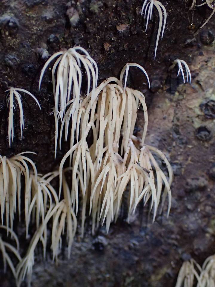 Deflexula subsimplex image