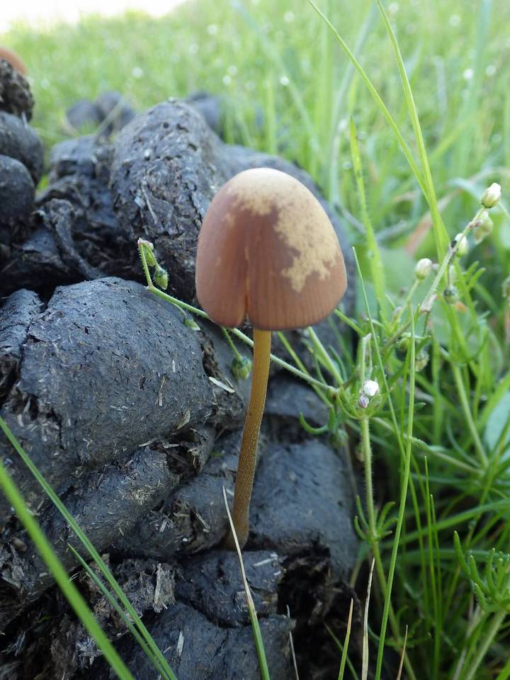 Conocybe pubescens image