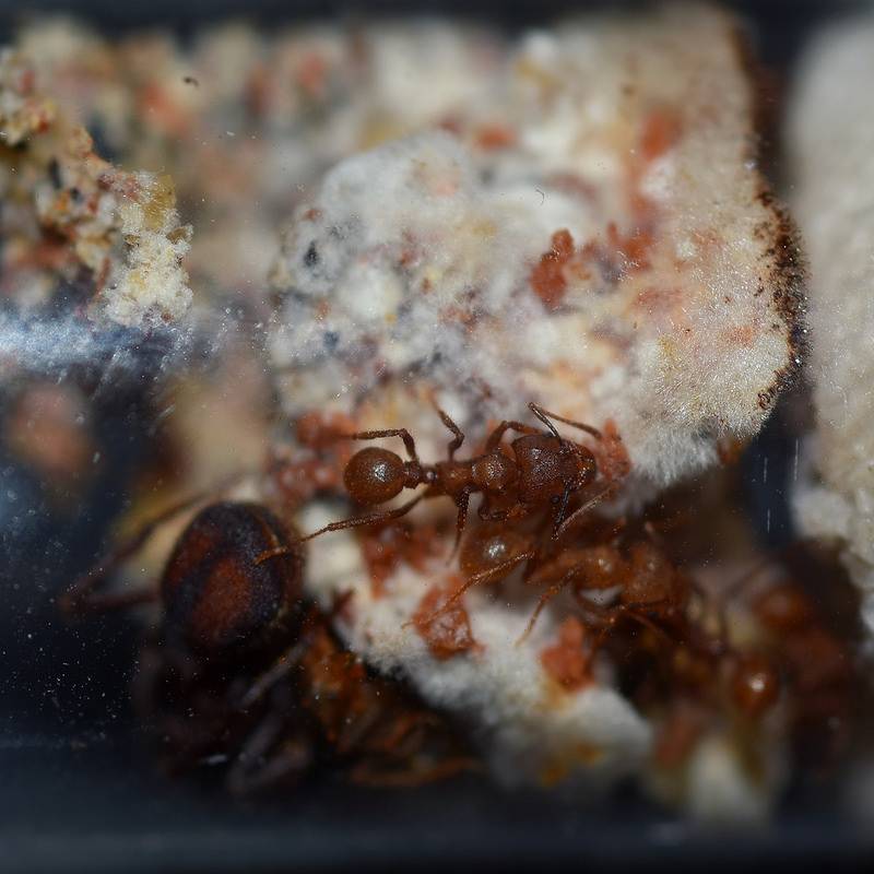 Leucoagaricus gongylophorus image