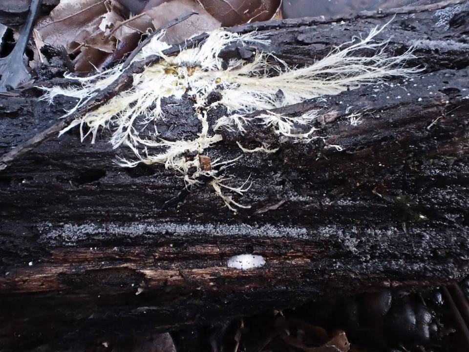 Stypella subgelatinosa image
