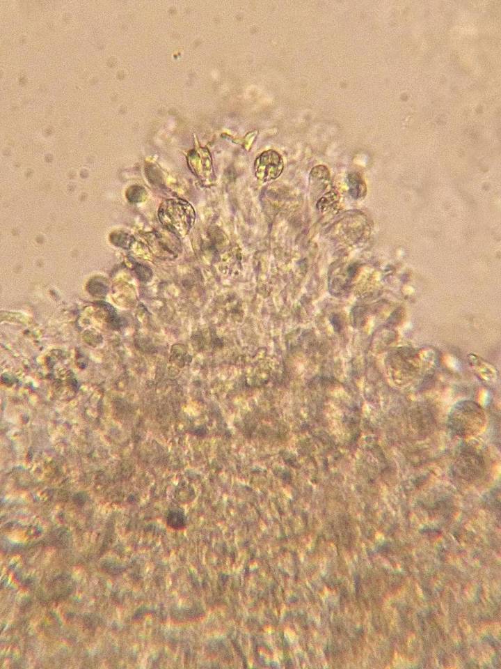 Stypella image