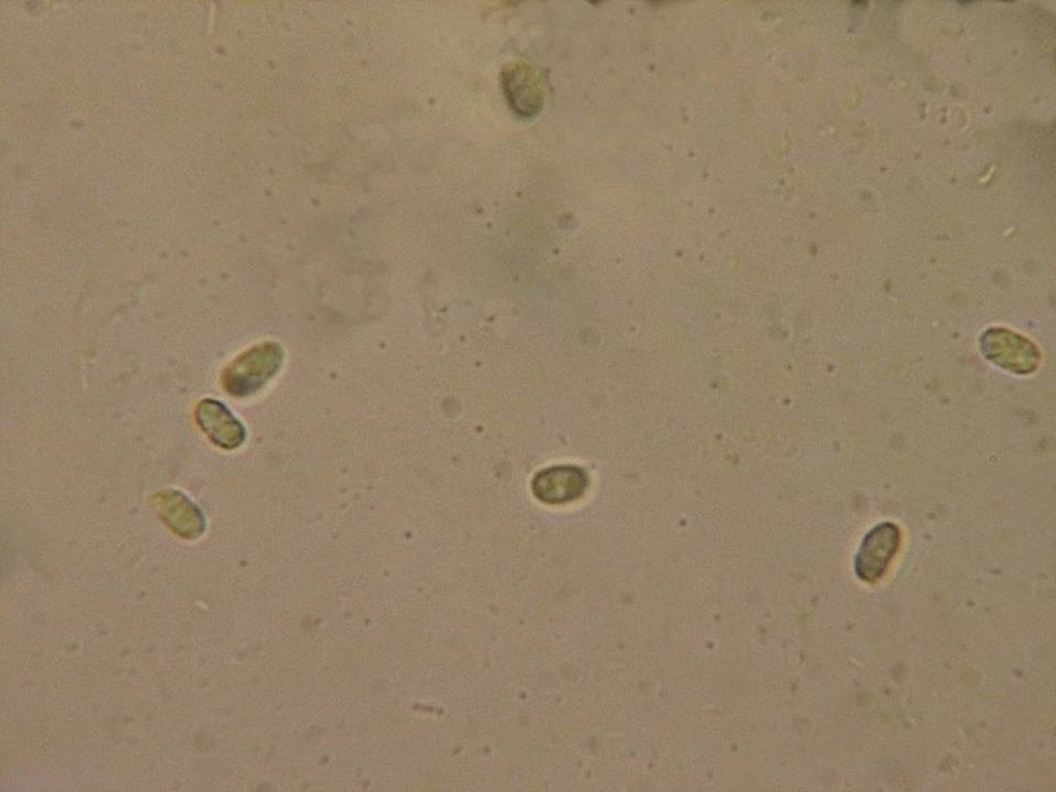 Stypella subgelatinosa image