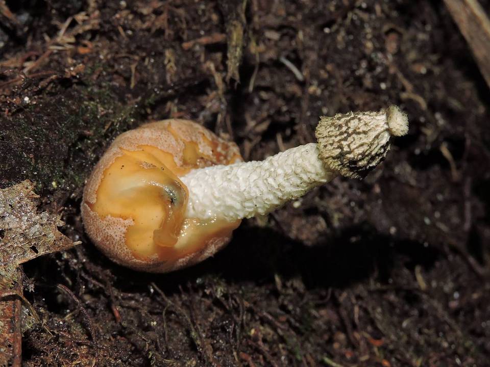 Phallus glutinolens image