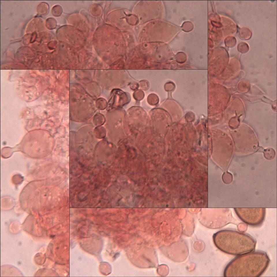 Conocybe pubescens image