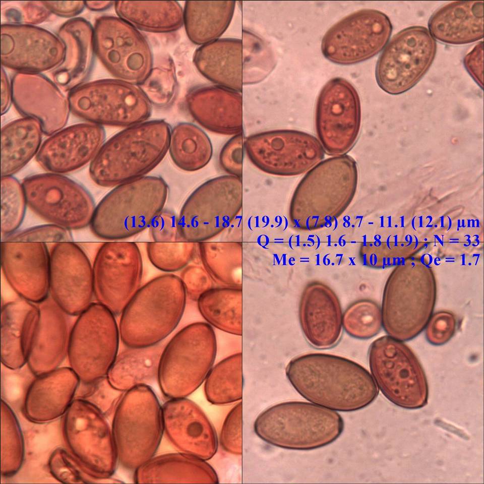 Conocybe pubescens image