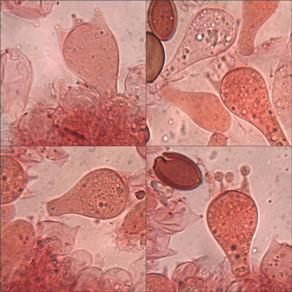 Conocybe pubescens image