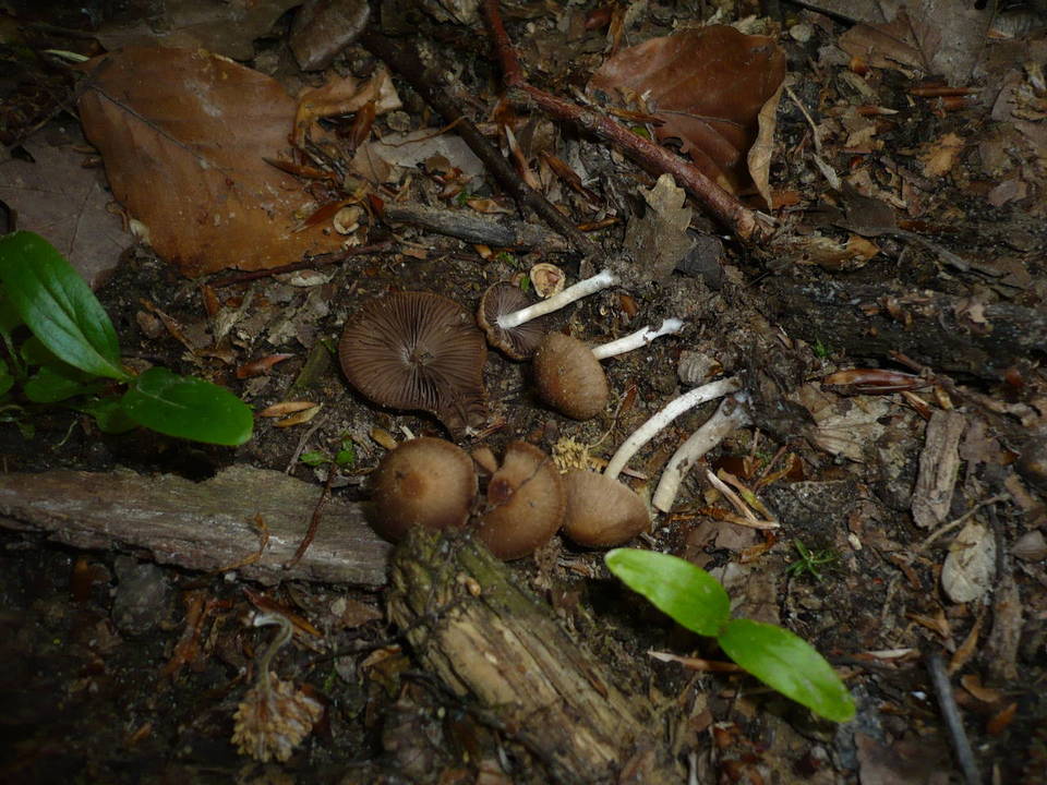 Psathyrella tephrophylla image