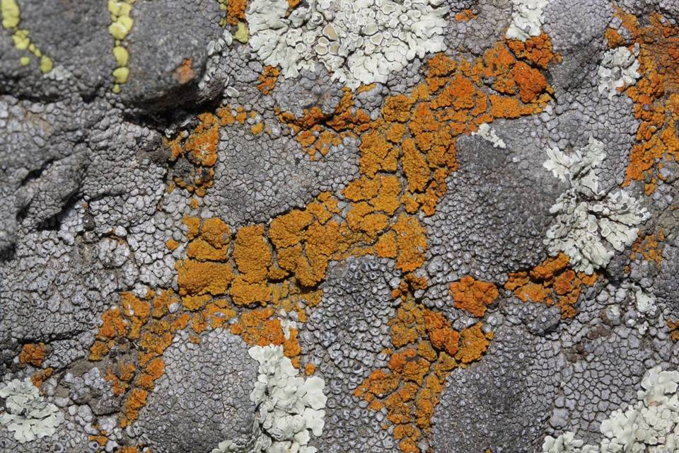 Caloplaca bolacina image