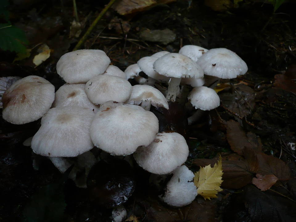 Psathyrella cotonea image