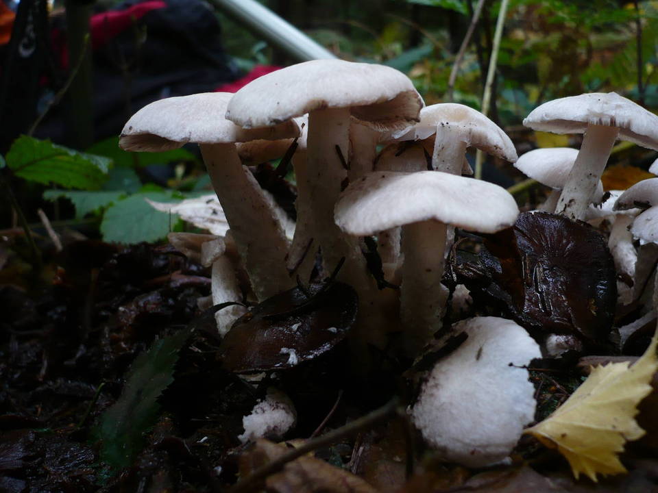 Psathyrella cotonea image