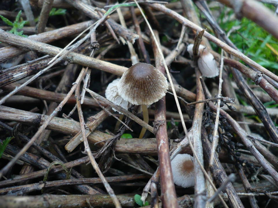 Psathyrella microrhiza image