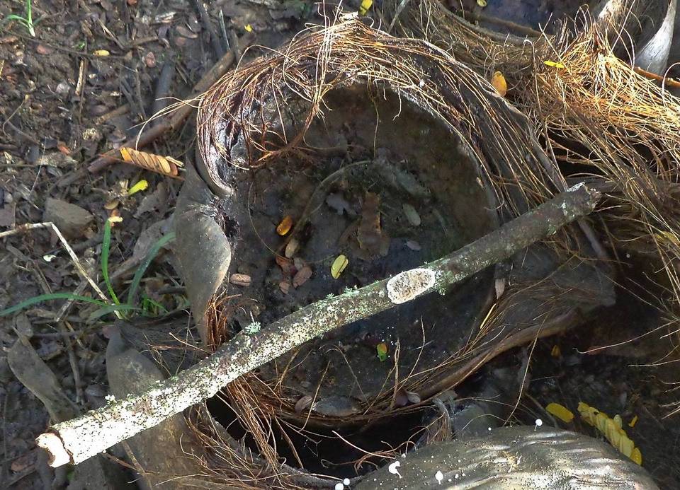 Basidioradulum crustosum image
