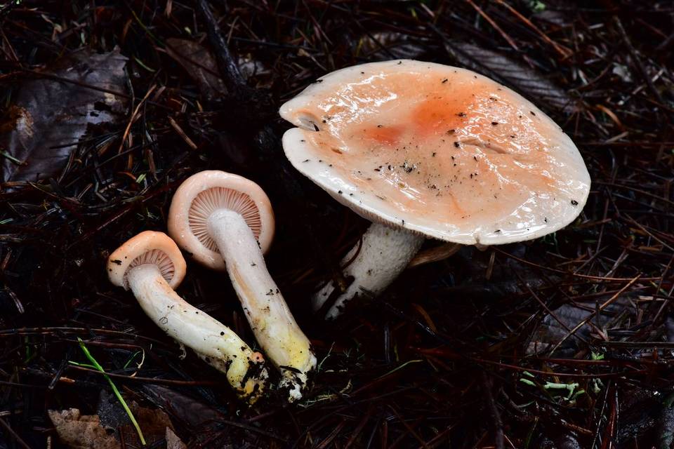 Hygrophorus fragrans image