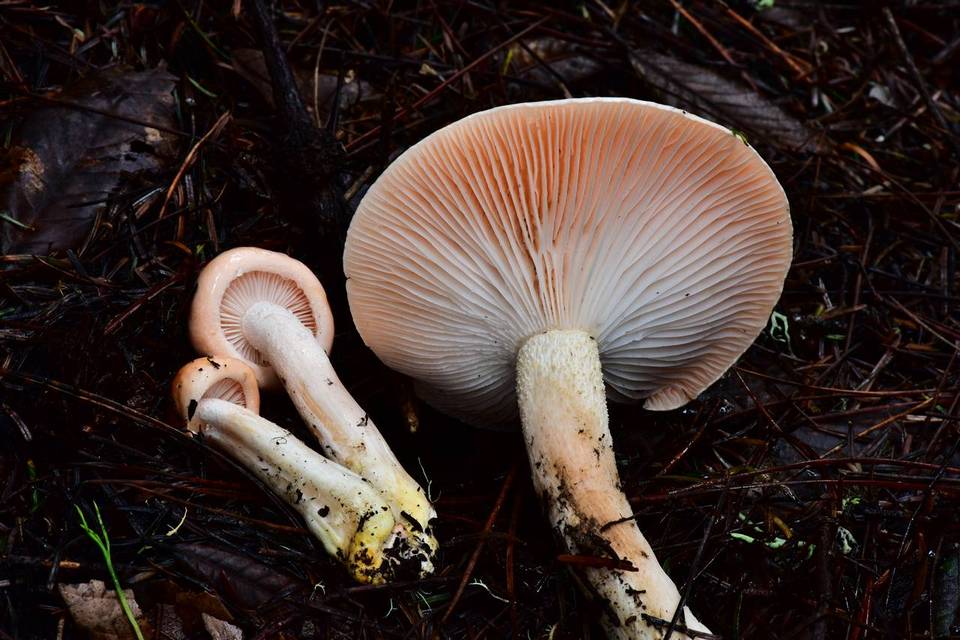 Hygrophorus fragrans image
