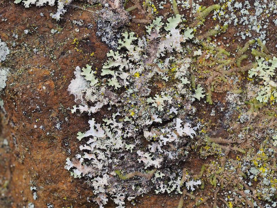 Parmelinopsis horrescens image