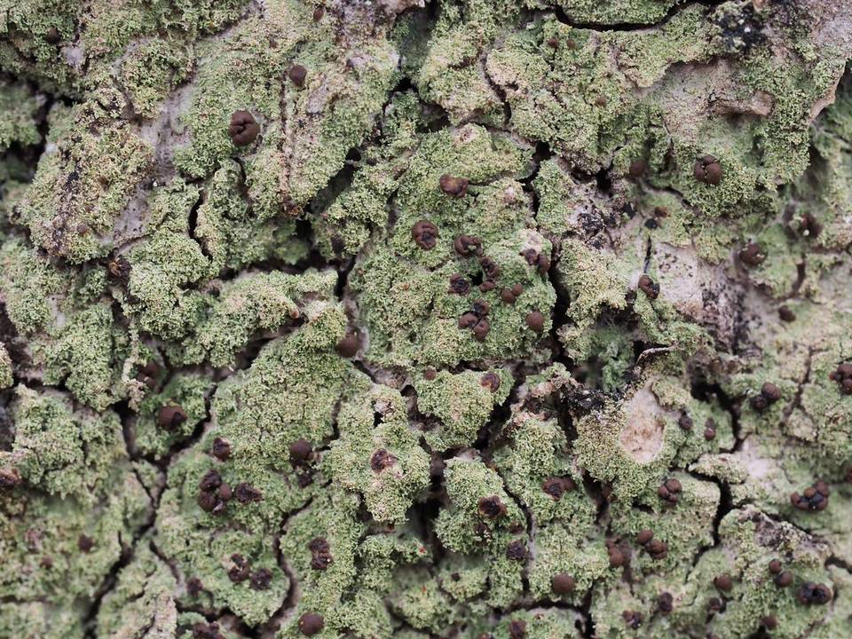 Phyllopsora image