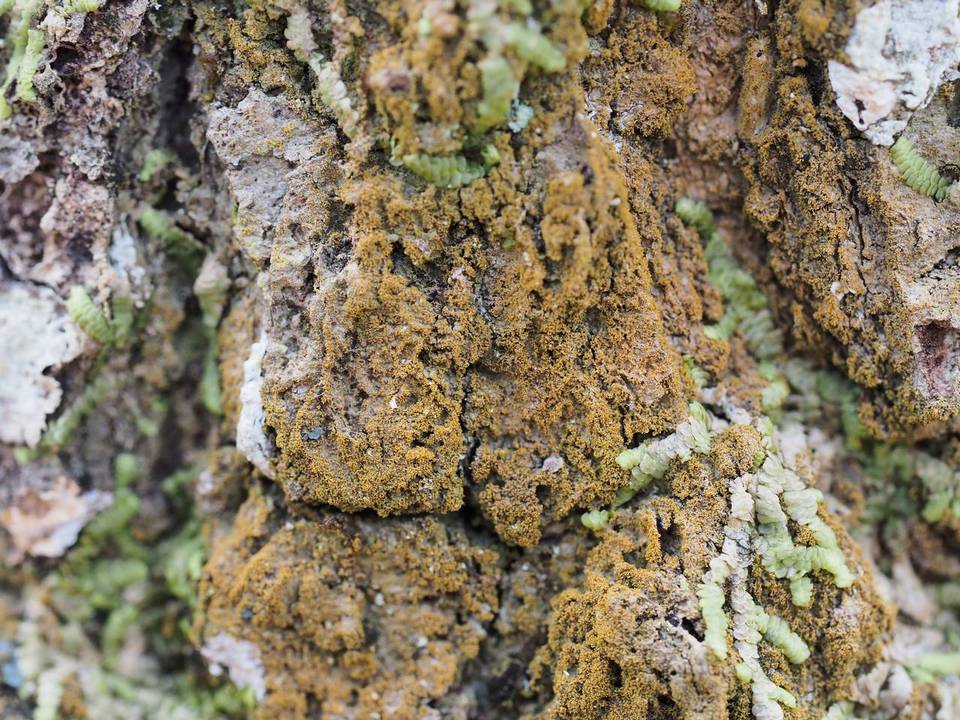Porina scabrida image