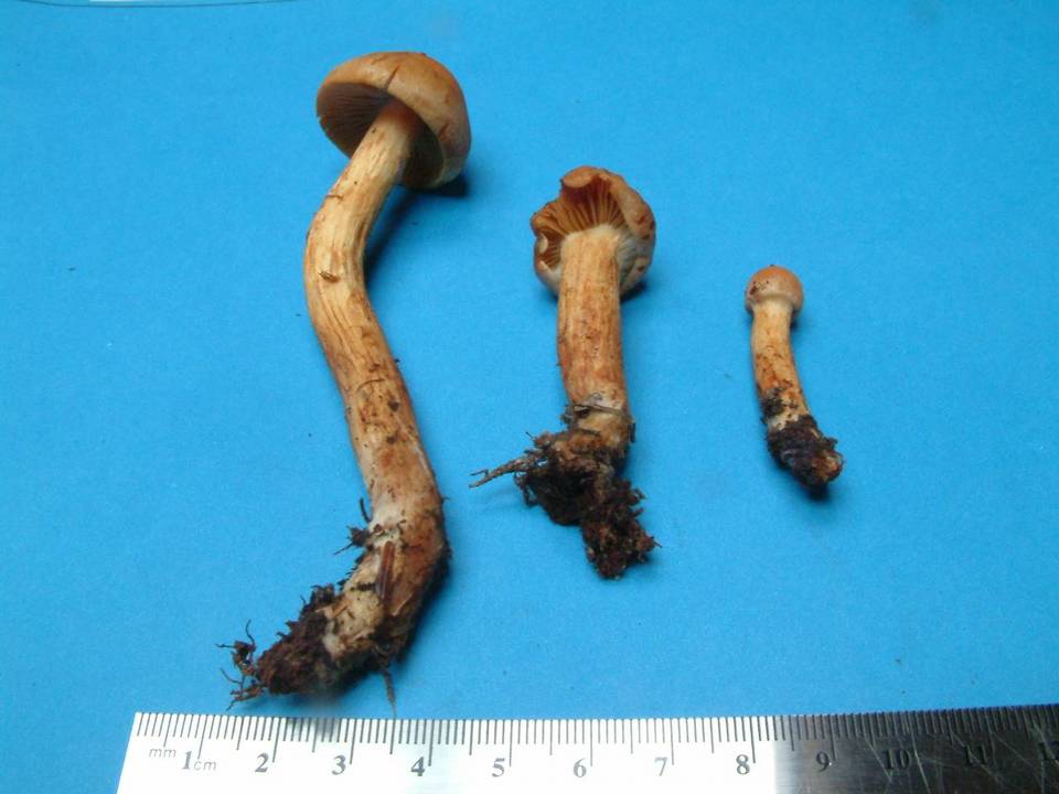 Cortinarius kroegeri image