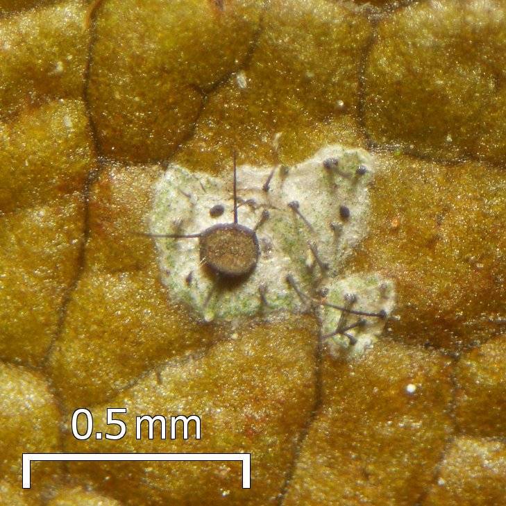 Tricharia santessonii image