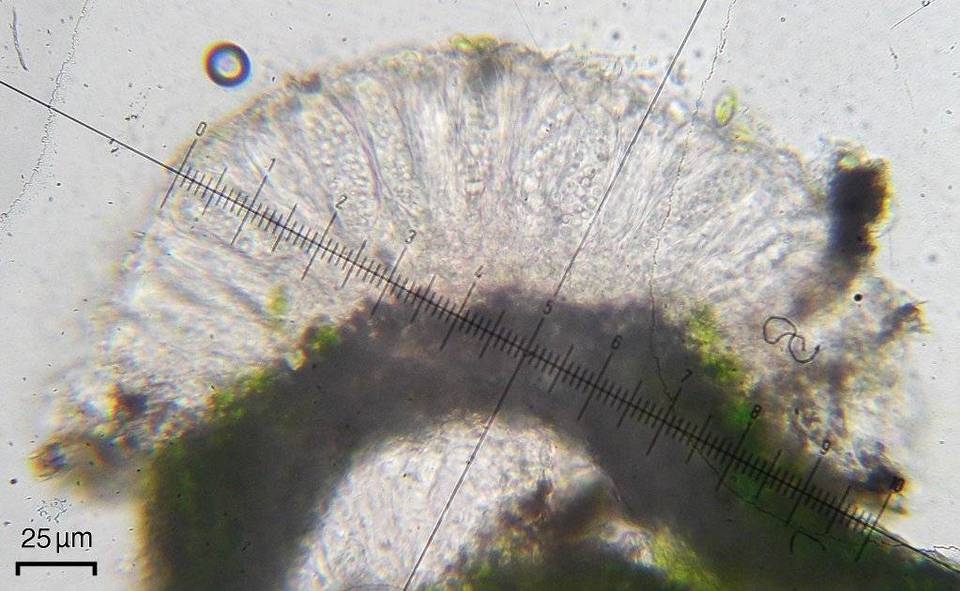 Tricharia santessonii image