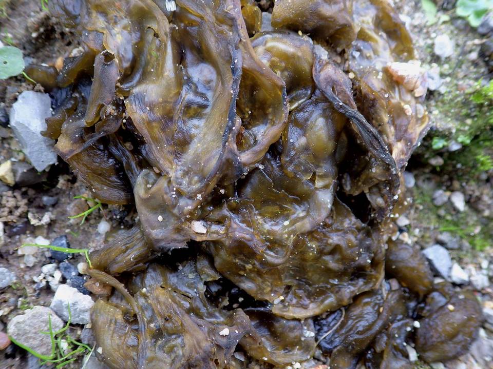 Collema tenax var. ceranoides image