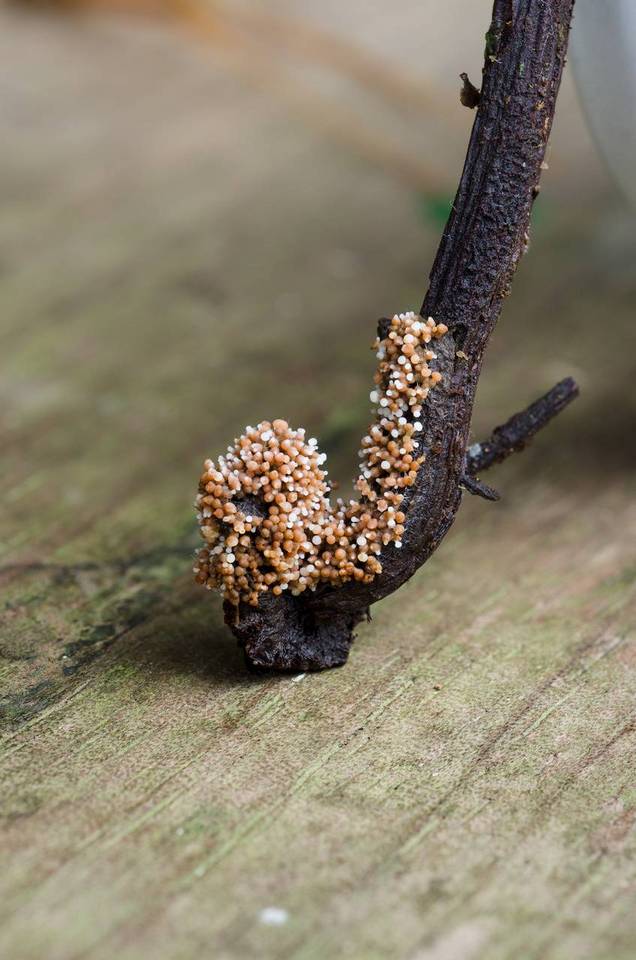 Glomus coremioides image