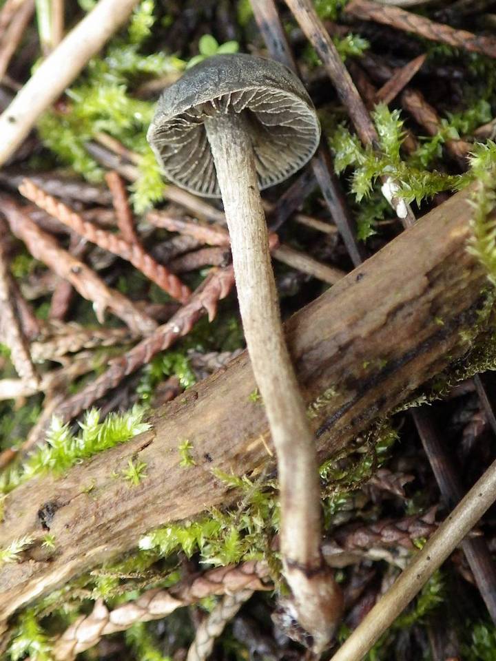 Panaeolus guttulatus image