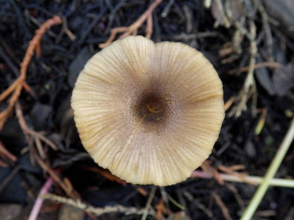 Entoloma exile image