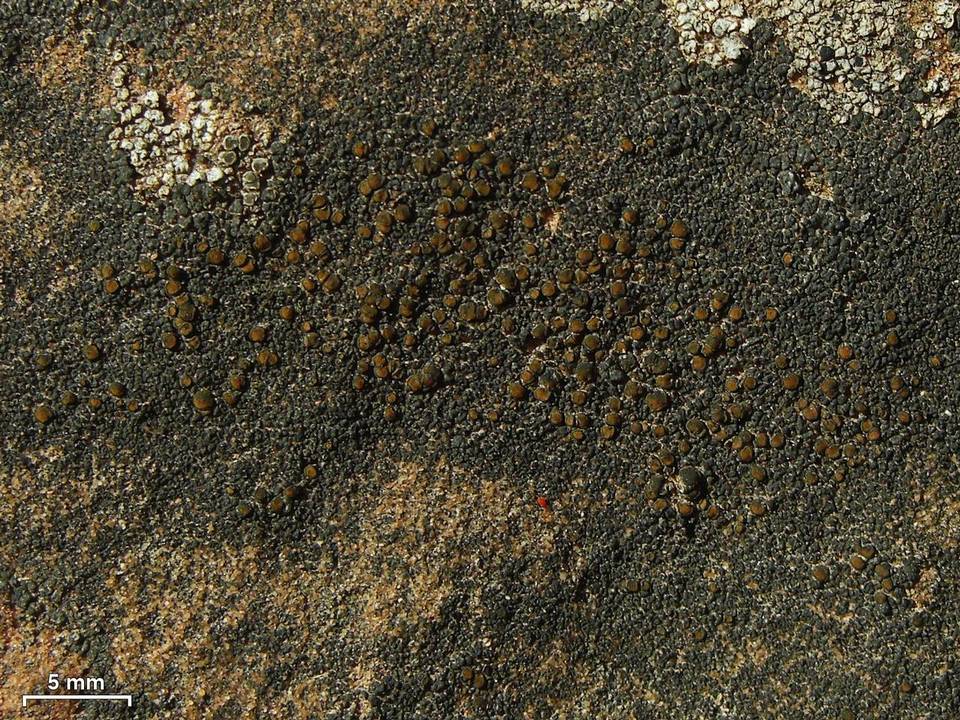 Caloplaca chlorina image