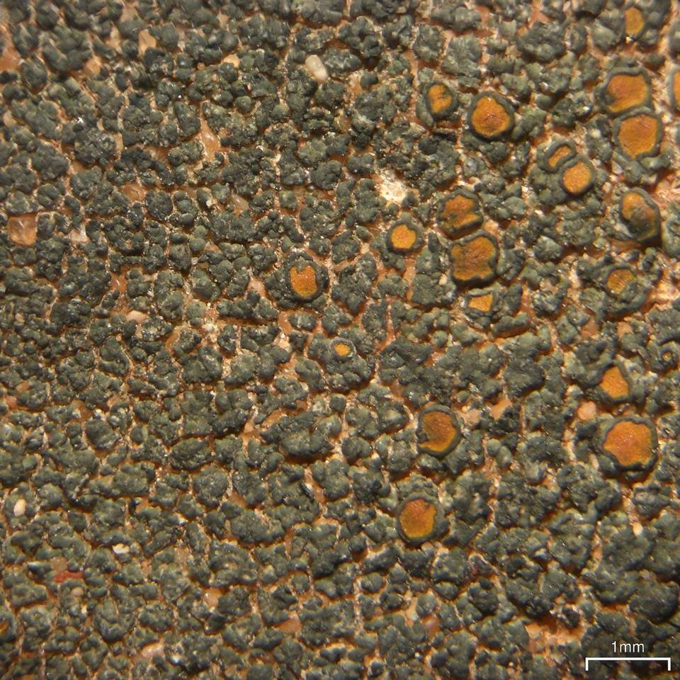 Caloplaca chlorina image