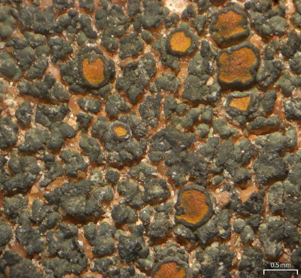 Caloplaca chlorina image