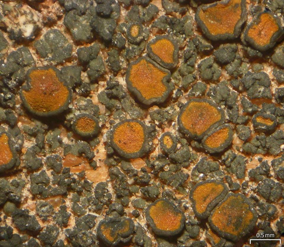 Caloplaca chlorina image