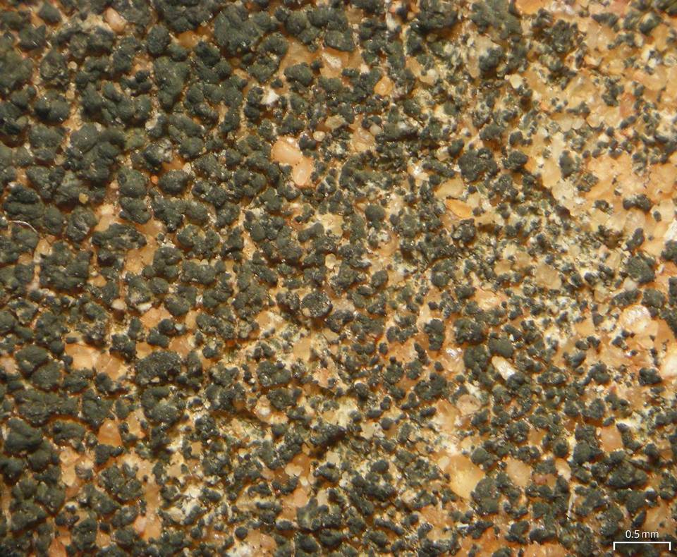 Caloplaca chlorina image