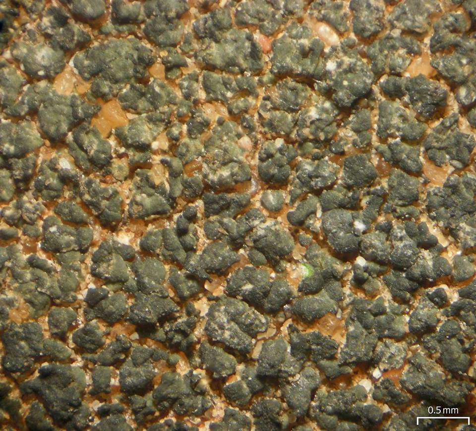 Caloplaca chlorina image