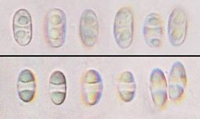 Caloplaca saxicola image