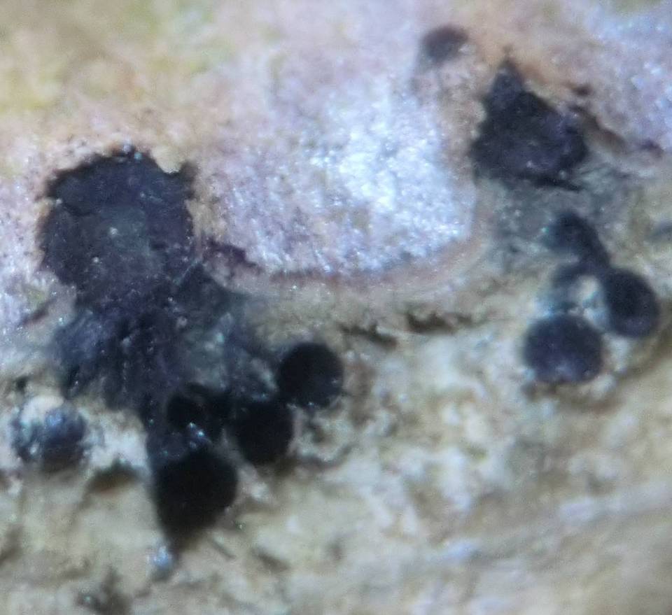 Melanconiella image