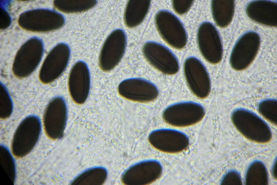 Hypocopra brefeldii image