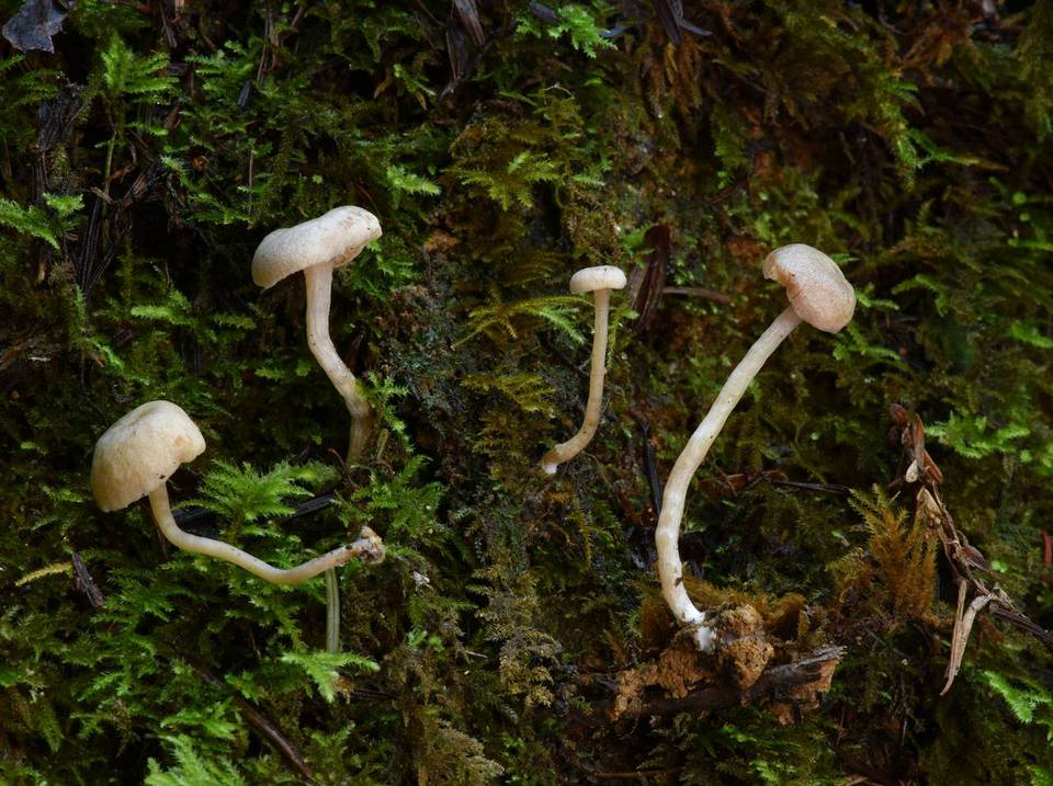 Pseudolaccaria pachyphylla image