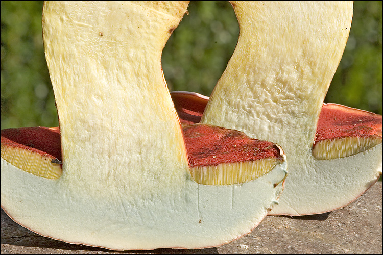 Boletus rubrosanguineus image