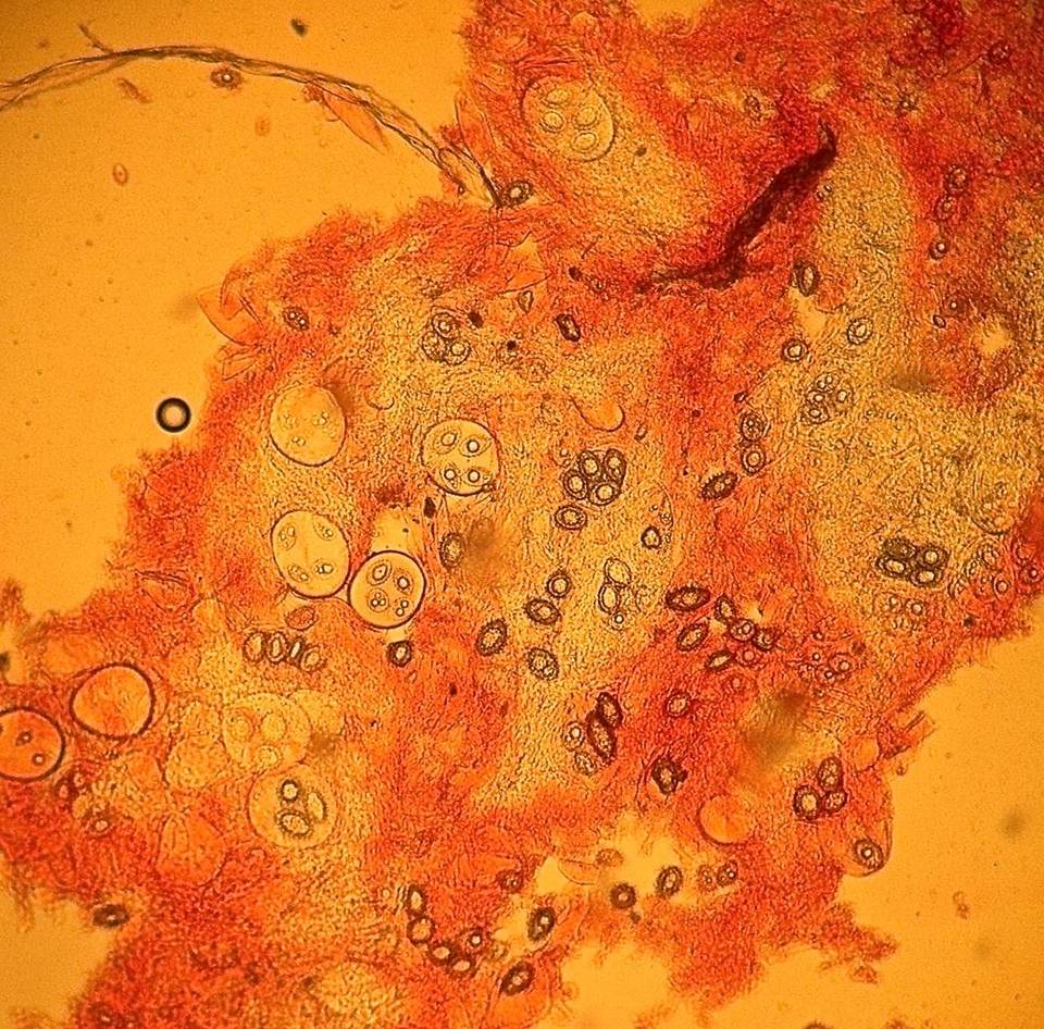 Tuber californicum image