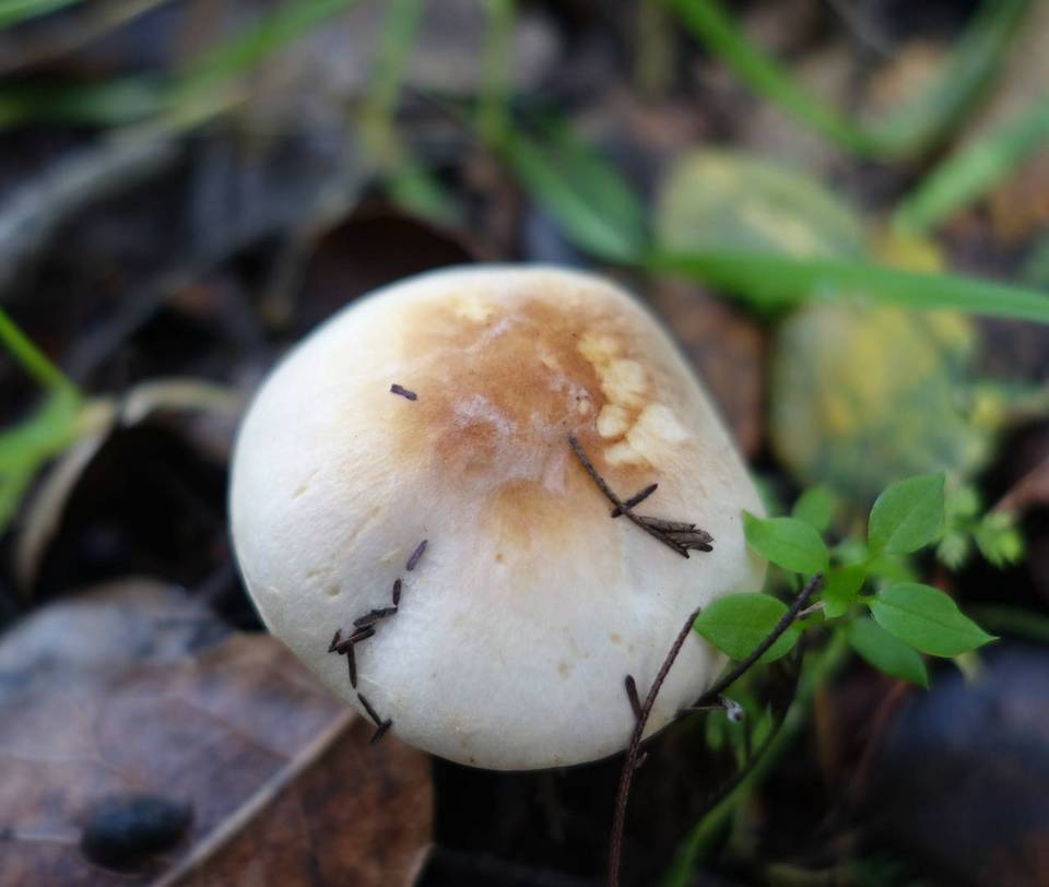Agaricus semotus image
