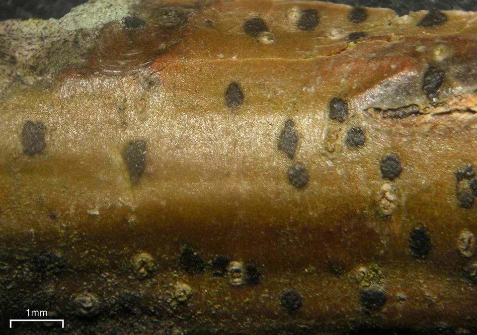 Tomasellia americana image