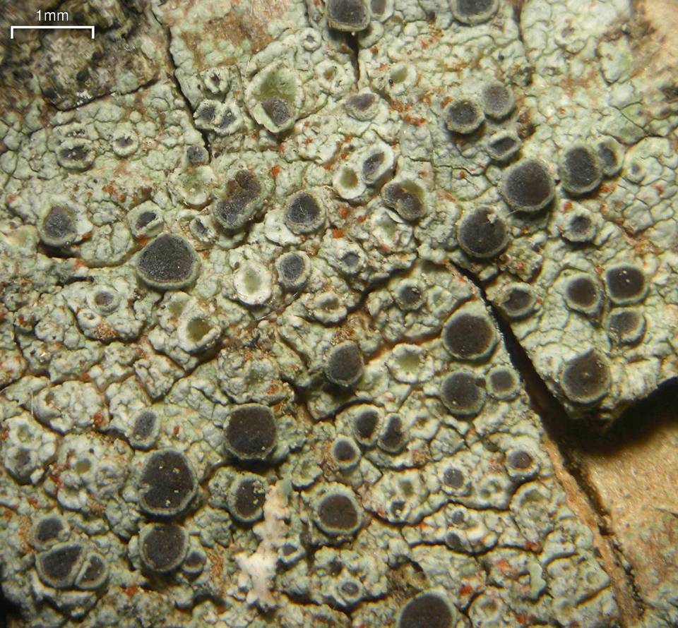 Rinodina granuligera image