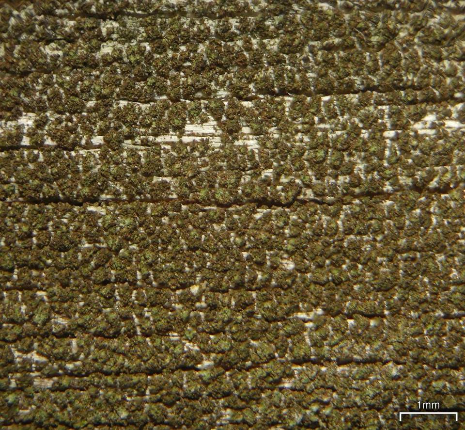Placynthiella dasaea image