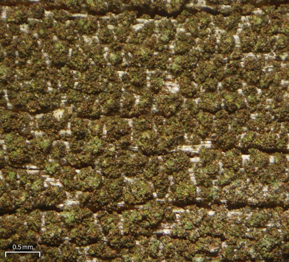 Placynthiella dasaea image