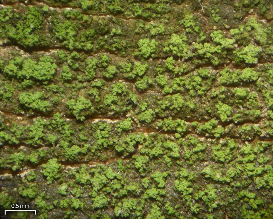 Micarea prasina image