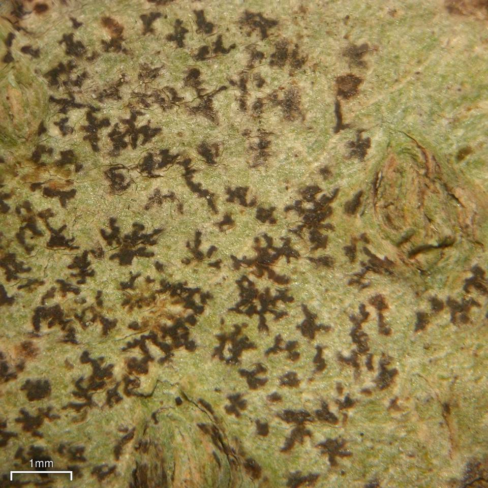 Arthonia anglica image